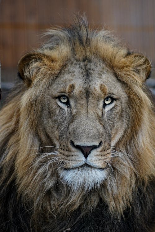 ヘッドショット, ライオン, 動物の無料の写真素材
