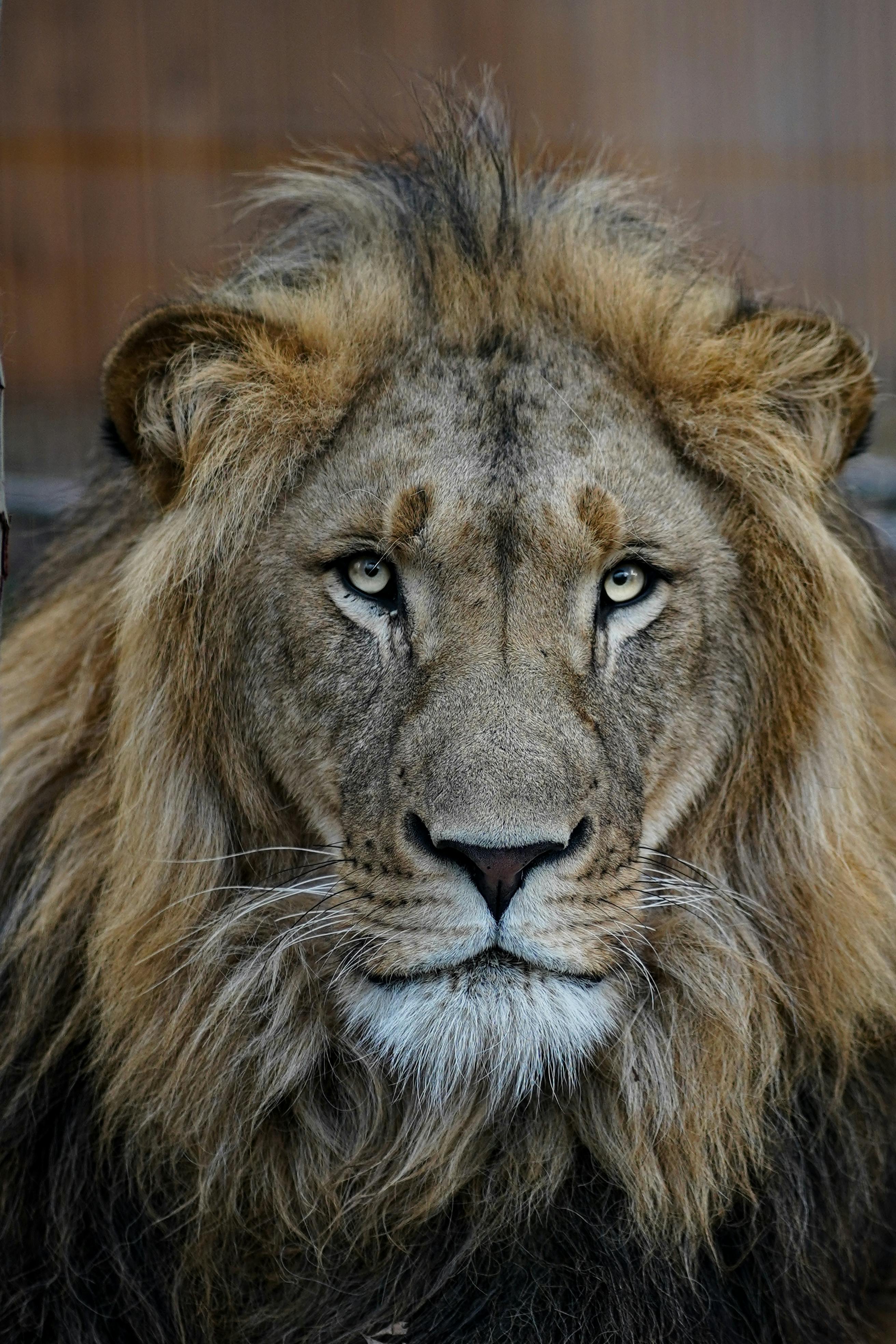 4,800+ Lion Face On Stock Photos, Pictures & Royalty-Free Images