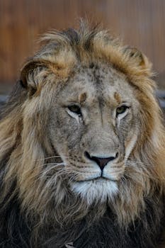 Close-up portrait of a majestic lion showcasing its detailed mane and intense gaze in natural light.