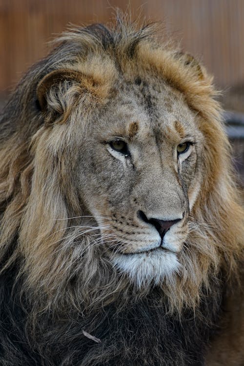 Free Close-Up Photo of a Brown Lion Stock Photo