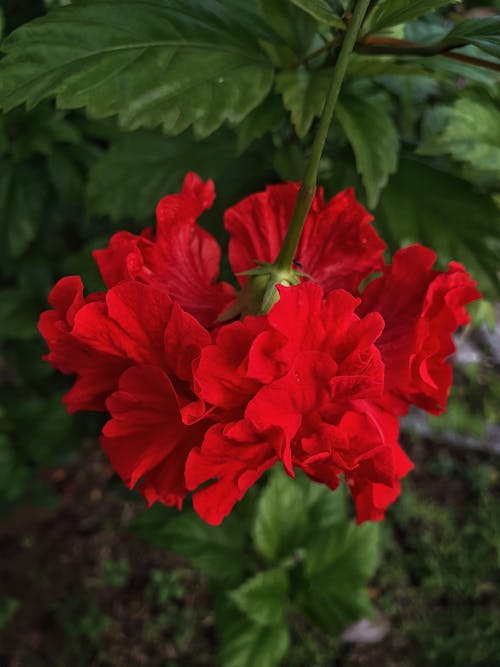 Free stock photo of beautiful flower, beautiful nature, red color