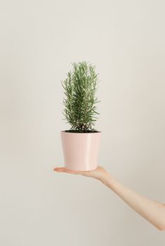A hand holding a rosemary plant in a pink pot against a plain background, perfect for decor themes.