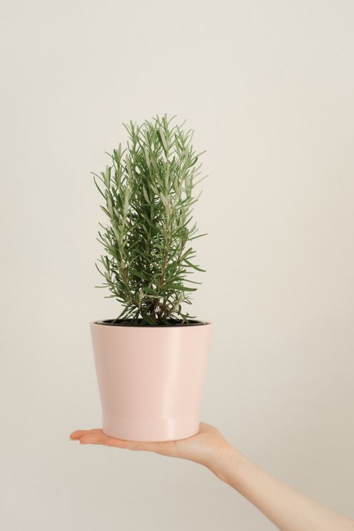 Free A hand holding a potted rosemary plant in a light pink pot, against a neutral background. Stock Photo