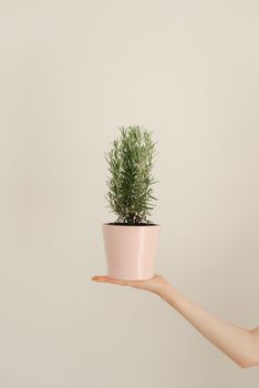 A close-up of a hand holding a potted rosemary plant against a light background.