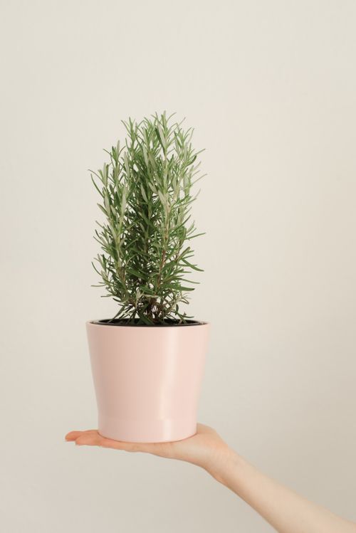 Free A minimalist image of a hand holding a rosemary plant in a pink pot against a neutral background. Stock Photo