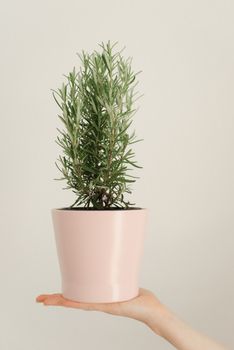 Close-up of rosemary plant in a pink pot held by a hand, minimalistic backdrop.