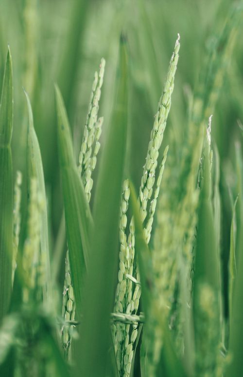 Free Detailed view of vibrant green rice plants growing in an agricultural field. Stock Photo