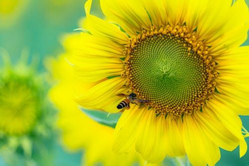 Blooming Sunflower in Close-Up Photography
