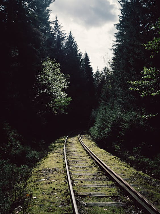 arboles, bosque, ferrocarril