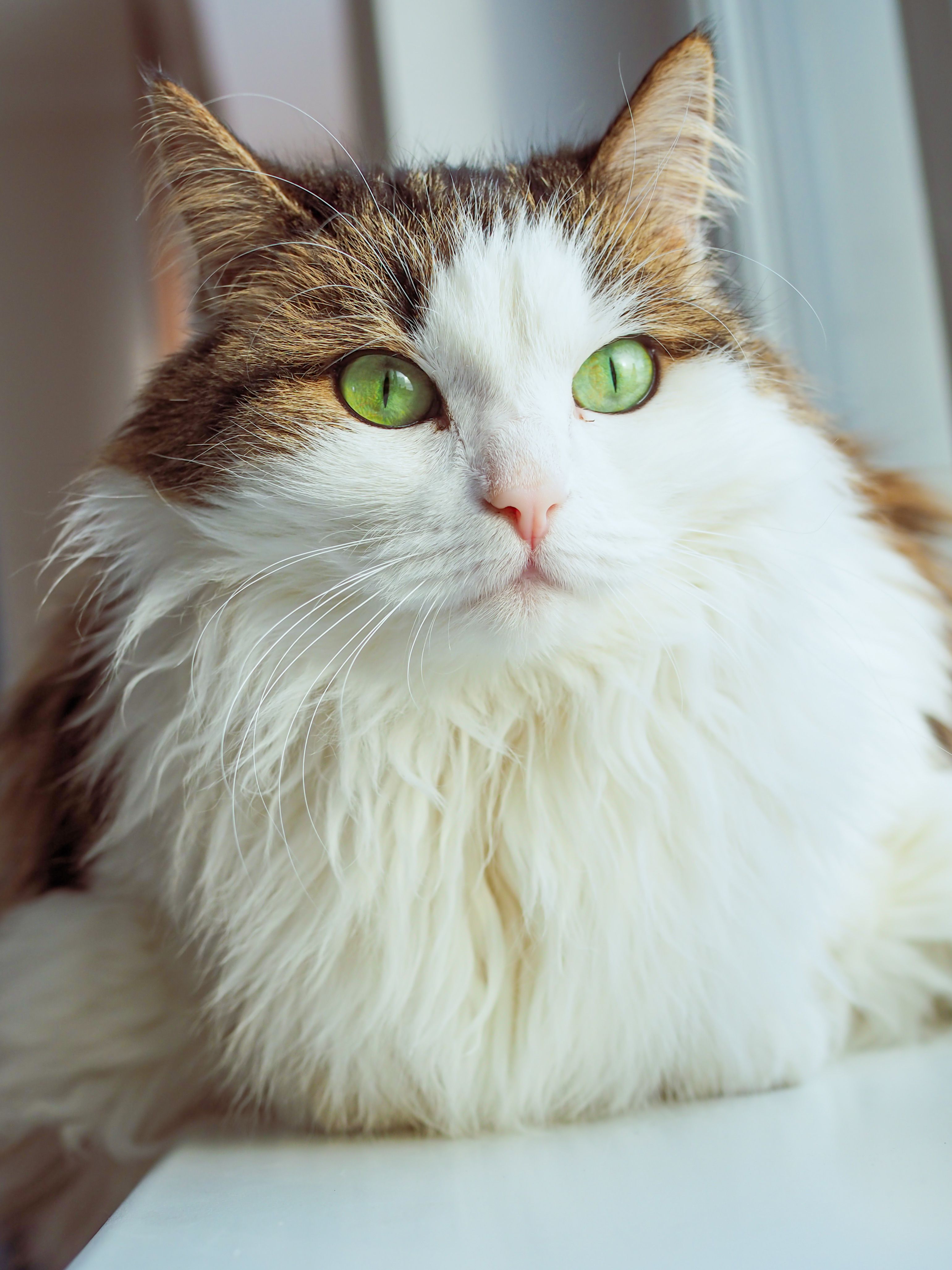 Close-up portrait of a fluffy cat with striking green eyes sitting by a window.