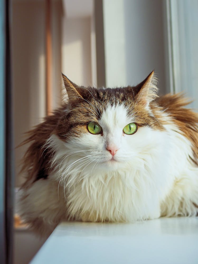 Norwegian Forest Cat Lying On The Table