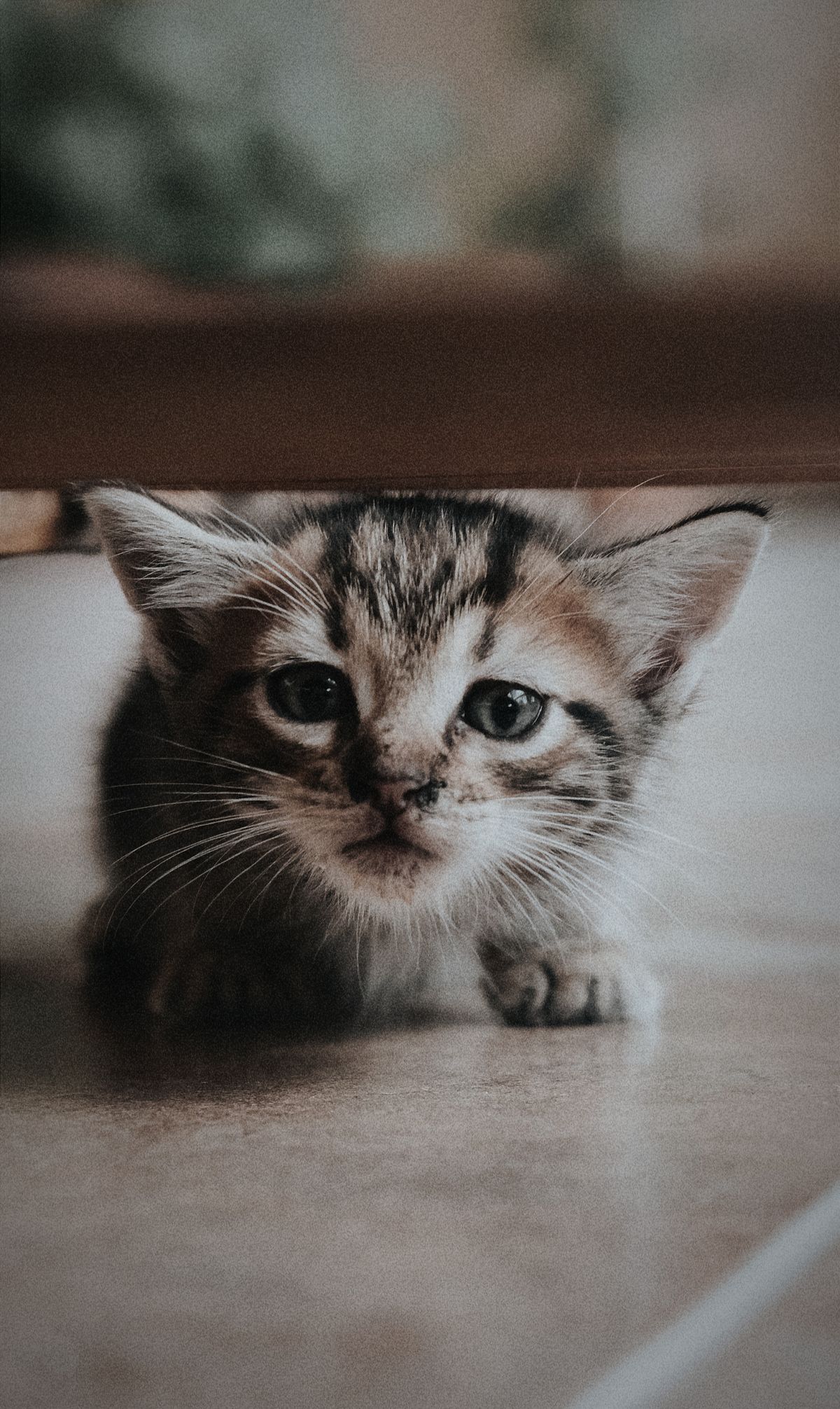 Fish and Sweet Potato Cat Food Recipe for Healthy Skin and Coat