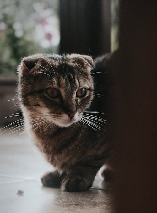 Free Tabby Gray Kitten Stock Photo