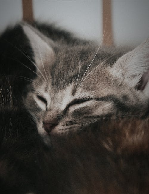 Tabby Cat in Close-Up Photography