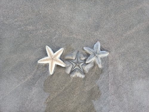 Starfishes on Beach Sand