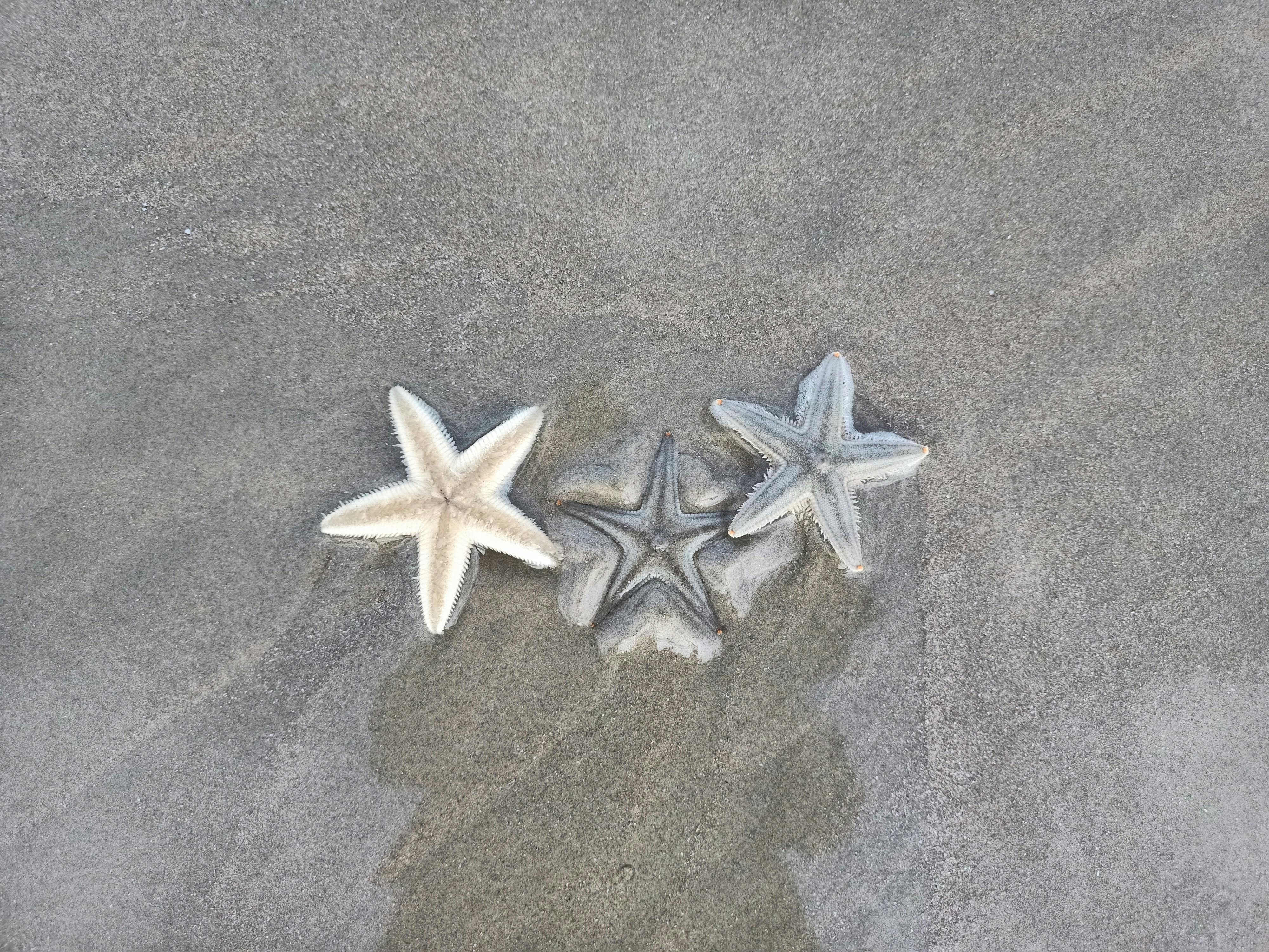 102,274 Starfish Stock Photos - Free & Royalty-Free Stock Photos