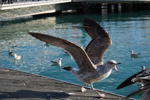 Close up of Seagull near Pond