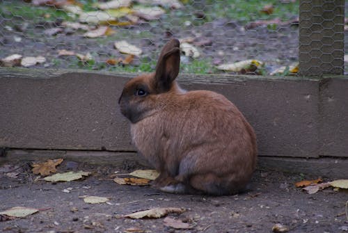 Fotobanka s bezplatnými fotkami na tému cicavec, králik, zajačik