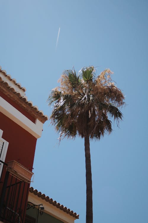 Palm Tree under Blue Sky
