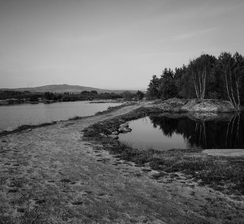 Monochrome Photo of Reflection of Trees on a Calm Water 