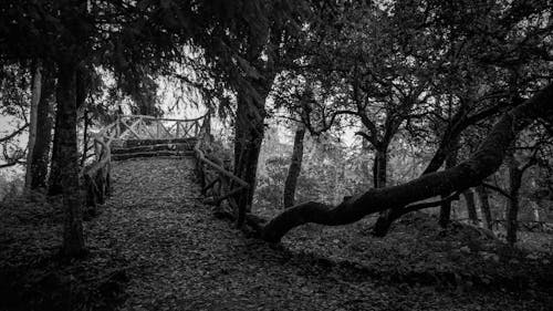 Viewpoint in the Forest