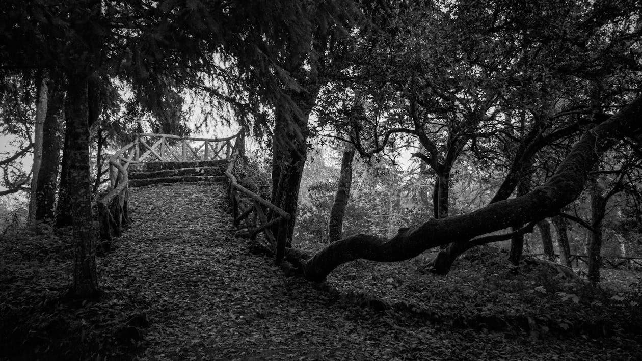 Foto d'estoc gratuïta de aventura, blanc i negre, bosc