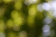 Blurry Picture of Green Trees