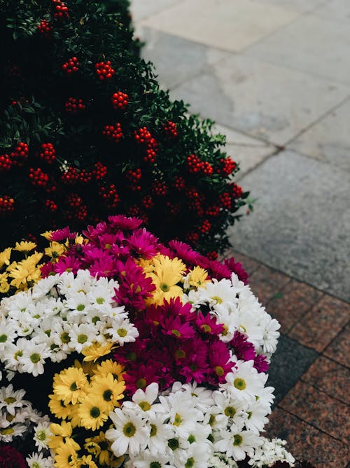 Çiçekler, dikey atış, kaldırım içeren Ücretsiz stok fotoğraf