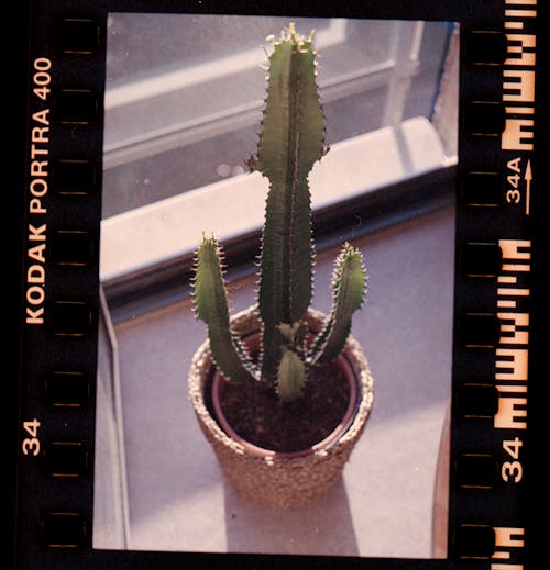 Immagine gratuita di avvicinamento, cactus, davanzale