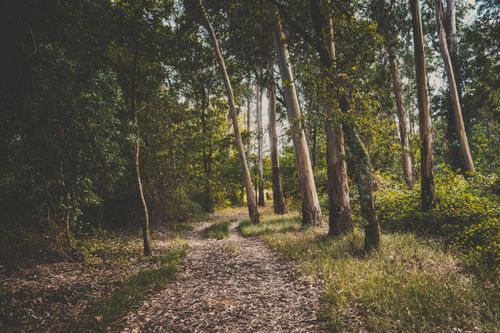 Free Peaceful forest path winding through tall trees, capturing the essence of nature's tranquility. Stock Photo