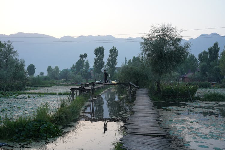 Wooden Pier Between Ponds In Village