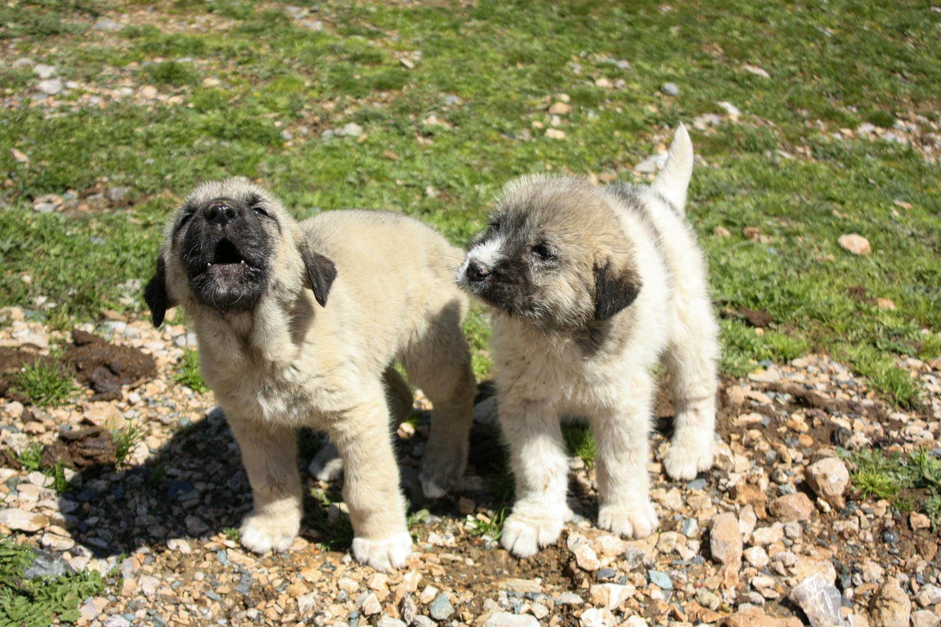 Vue rapprochée de chiots