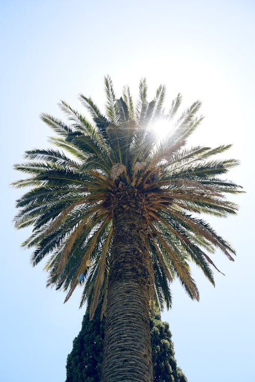 Low Angle Shot of a Palm Tree 