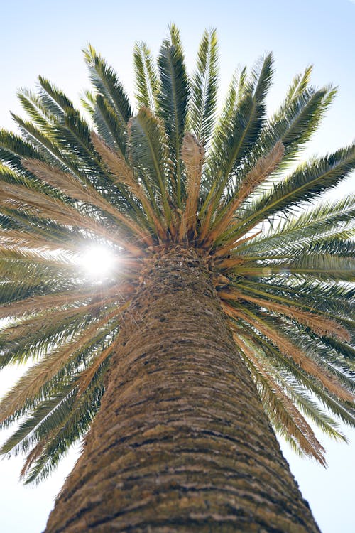 Бесплатное стоковое фото с вертикальный выстрел, освещенный солнцем, пальмовое дерево