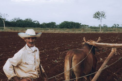 Free A farmer ploughs a field with oxen, showcasing traditional rural farming methods. Stock Photo