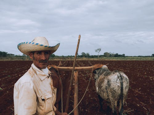 Foto d'estoc gratuïta de agricultor, animals, camp