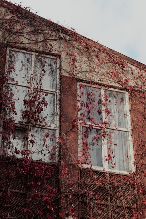 Free A rustic brick building covered with red vines, showcasing an autumnal feel. Stock Photo
