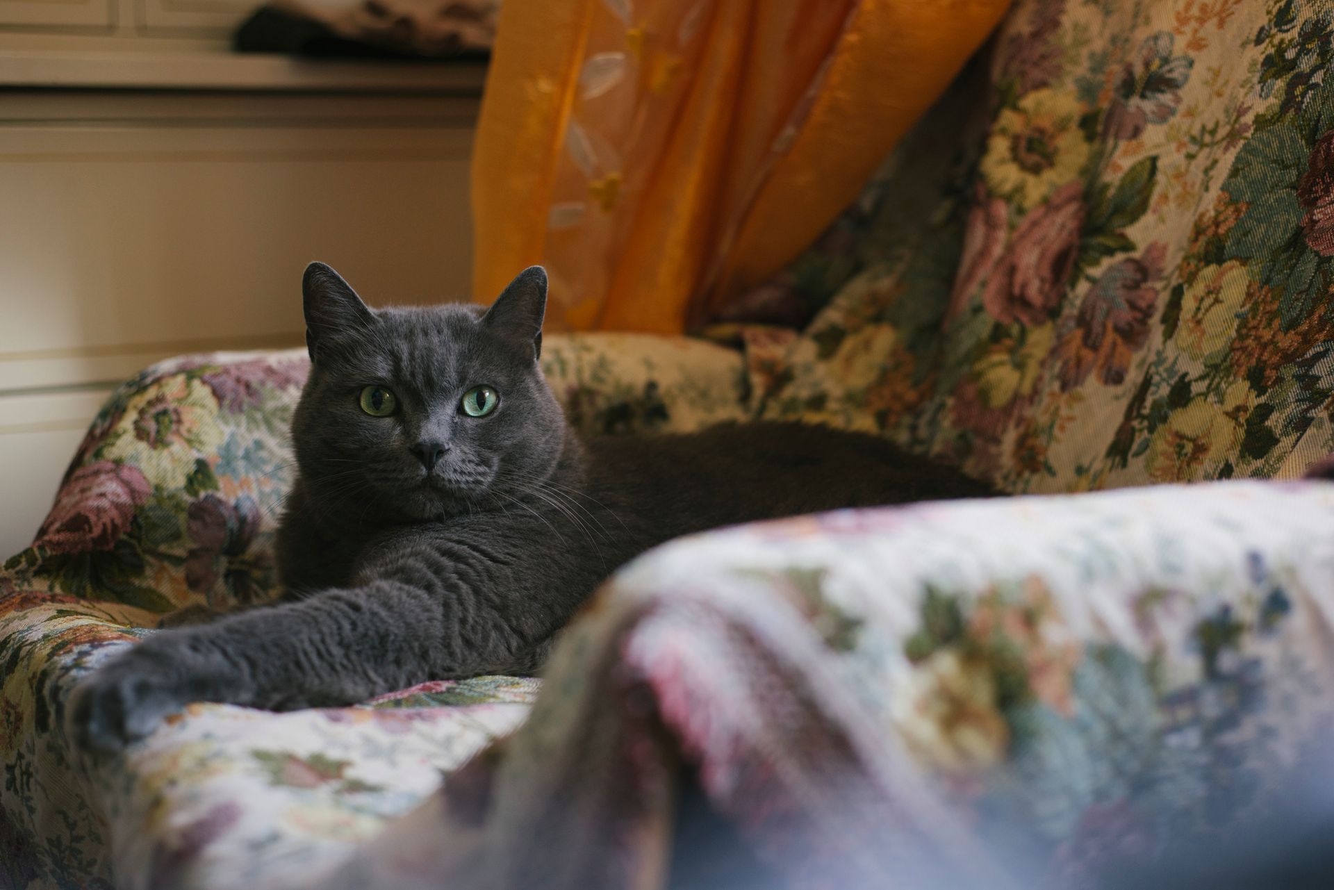 A Chartreux on a Chair