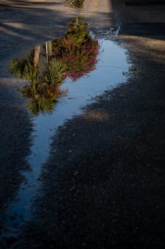 Puddle on a street reflecting palm trees in Orlando, Florida.