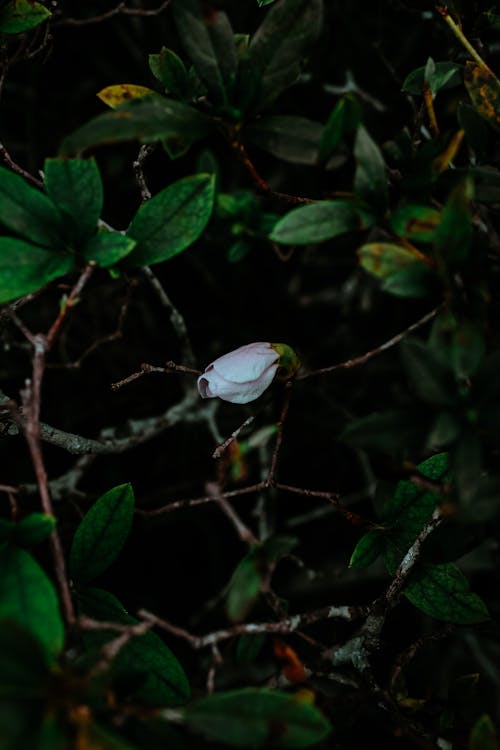 A single flower in the dark with leaves
