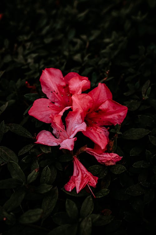 A pink flower in the middle of a dark green bush