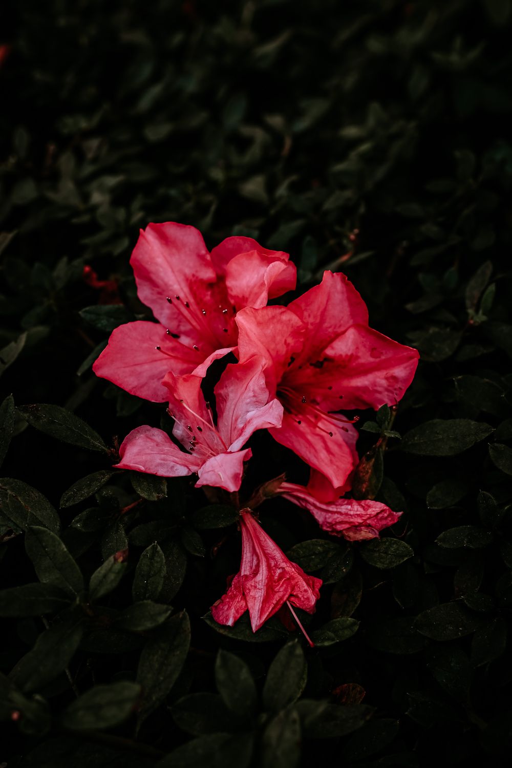 A pink flower in the middle of a dark green bush · Free Stock Photo
