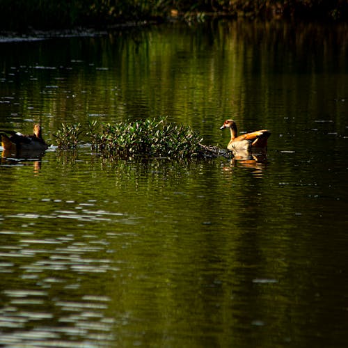 Бесплатное стоковое фото с утка, утка в воде