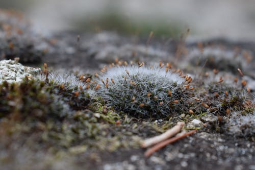 Growing Moss in Close-Up Photography 