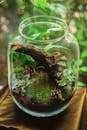 玻璃容器内，苔藓与植物的特写非常适合室内装饰