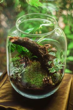 玻璃容器内，苔藓与植物的特写非常适合室内装饰