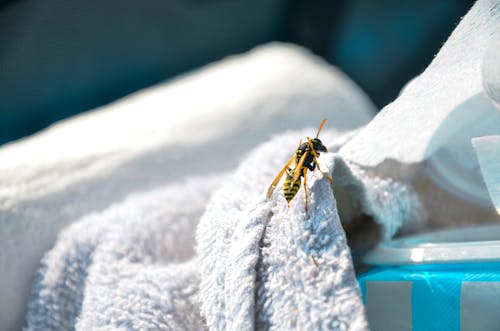 Gratis arkivbilde med hornet, insekt, insektfotografering