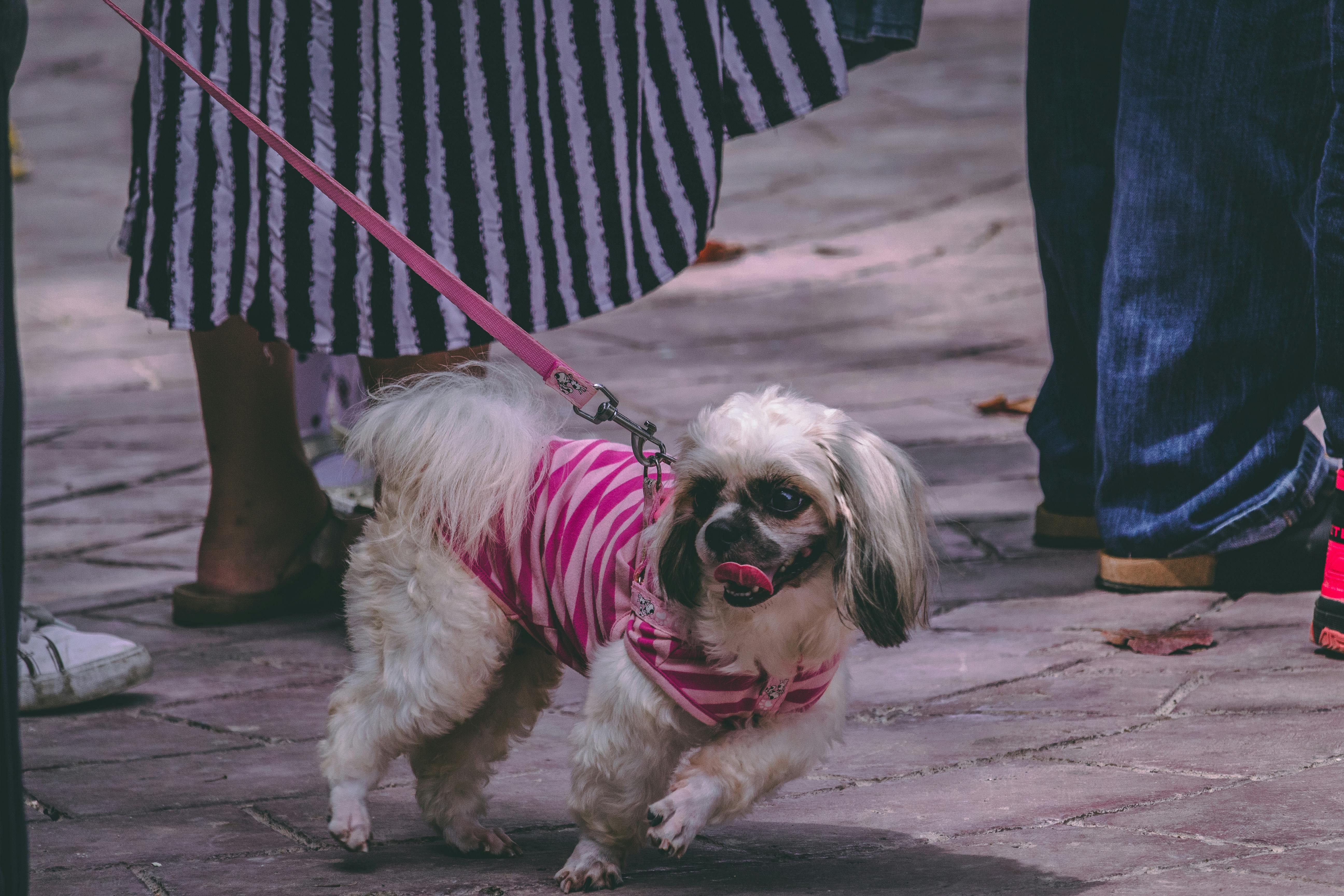 A cute Shih Tzu dog in a striped pink outfit on a city street in Cebu City, Philippines.