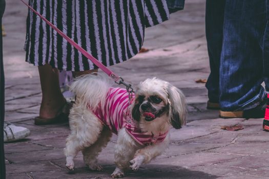 在菲律宾宿雾市的一条城市街道上，一只可爱的西施犬穿着粉红色的条纹衣服