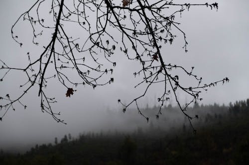 Fotos de stock gratuitas de bosque, con niebla, frío